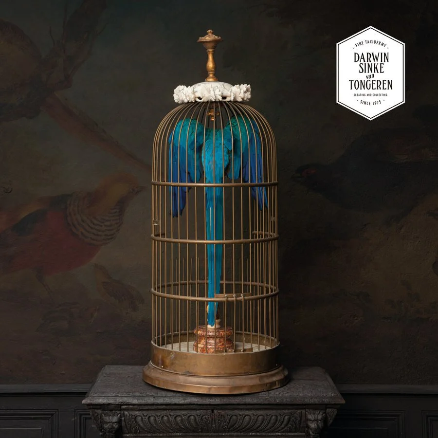 RECENTLY SOLD — Fine Taxidermy by Darwin, Sinke & van Tongeren